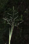 Fall panicgrass